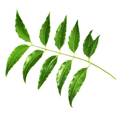 Azadirachta Indica
