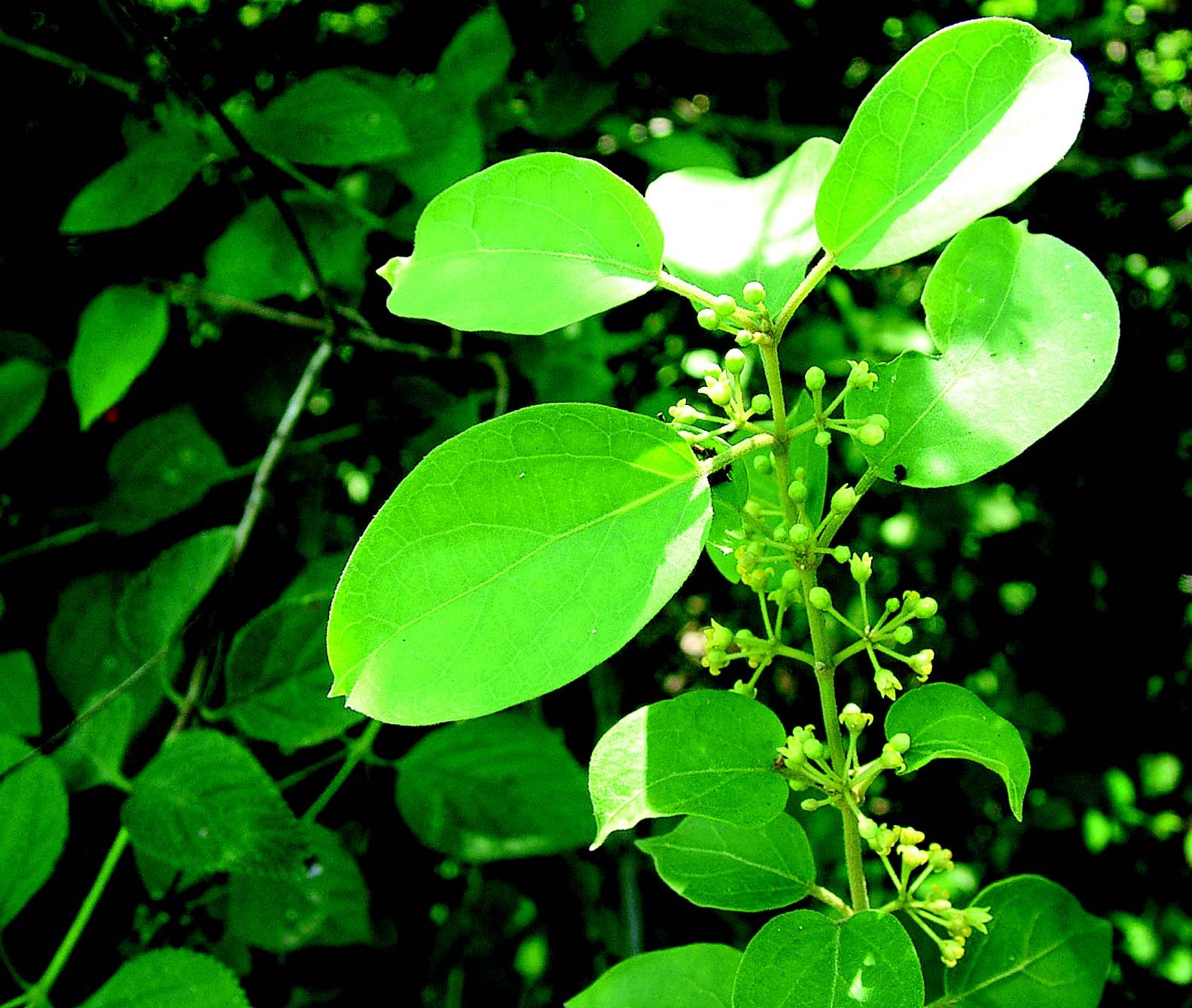 Gymnema Sylvestre